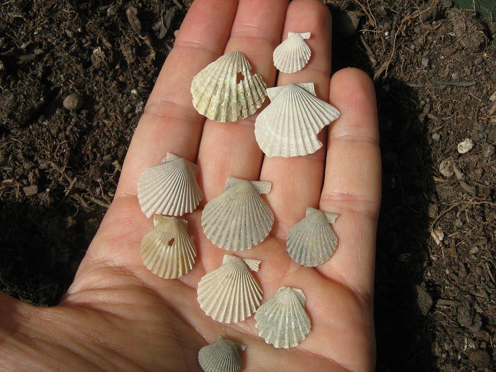 Pecten minuscoli